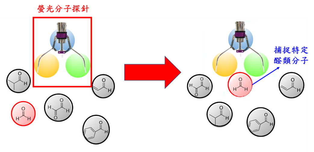 螢光分子探針示意圖